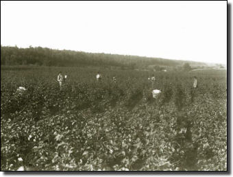 Cotton Fields