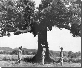The Council Oak Tree The Council Oak Tree